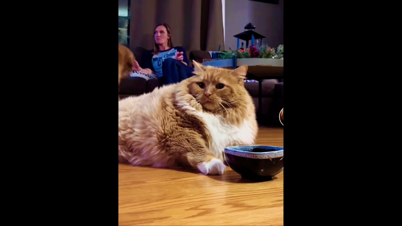 Meet Zoey, the Fat Cat Tiktok Star‼️😹😹😹 