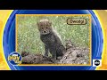 San Diego Zoo Safari Park baby cheetahs’ names revealed