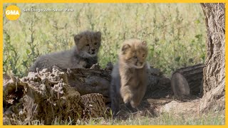 San Diego Zoo Safari Park baby cheetahs’ names revealed