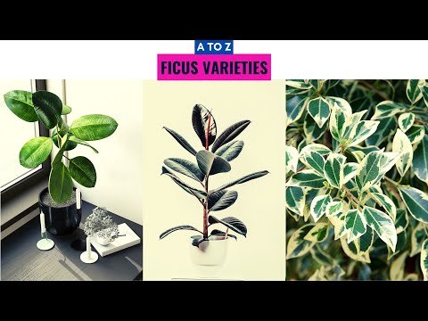 Video: Auswahl Des Perfekten Indoor-Ficus. Beschreibung Der Gängigen Typen, Fotos