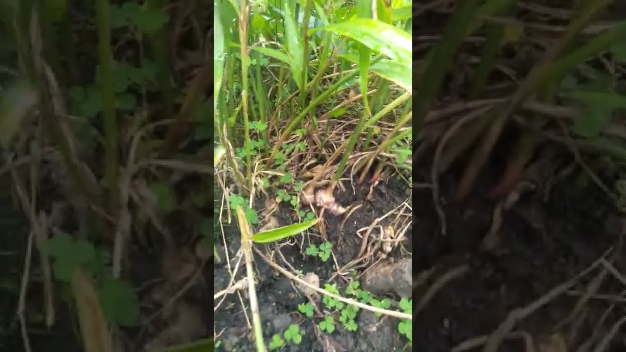 Sahabat Harapan Tani JAHE