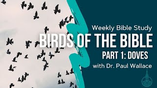Birds of the Bible Pt 1: Doves