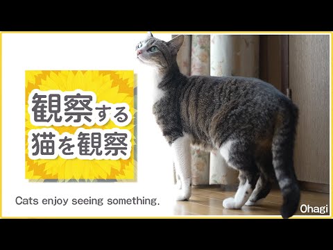 観察する猫を観察