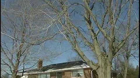 Pruning Trees - Why, What & When