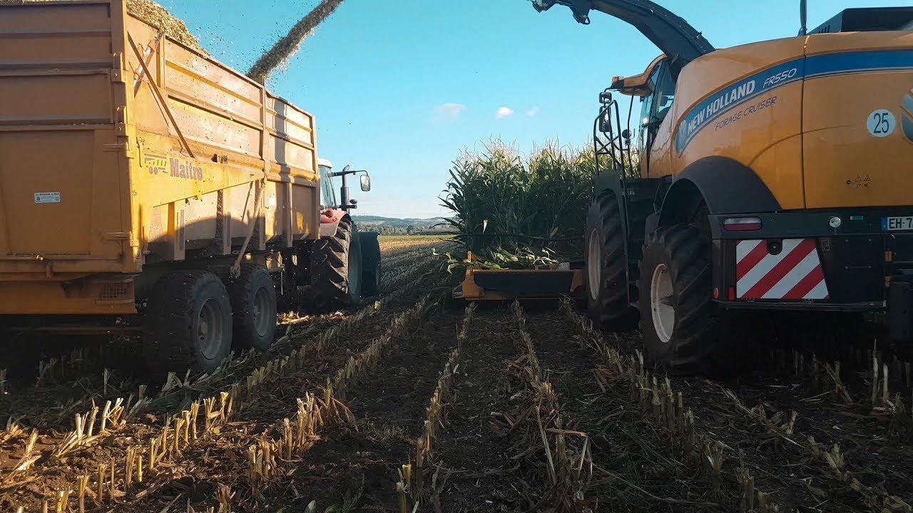 Ensilage maïs dans la Limagne | ETA PORTE | Fr 550 sur un 10 rangs