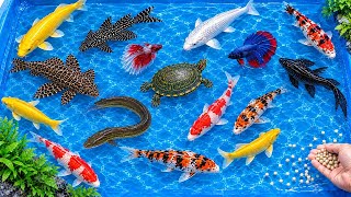 Melepas Ikan ke Kolam Kecil | Menangkap Ikan Mas, Ikan Koi, Ikan Guppi, Kura-Kura, & Ikan Pembersih