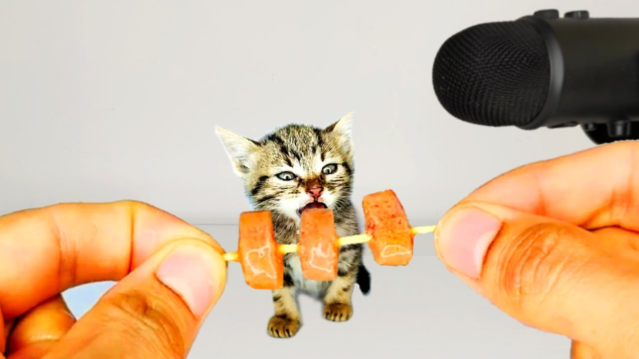 Tiny Kitten Eating Food ASMR YouTube