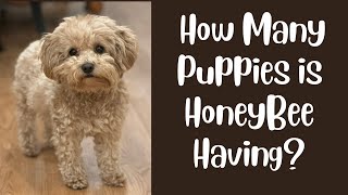How Many Puppies is Honey Bee Having?