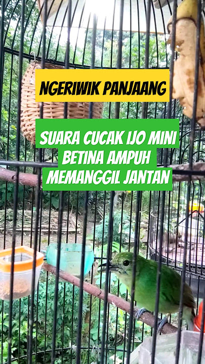 Suara cucak ijo mini betina gacor ampuh memanggil cimin jomin jantan