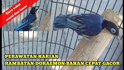 Perawatan rambatan doraemon agar cepat gacor ll Perawatan rambatan bahan agar gacor
