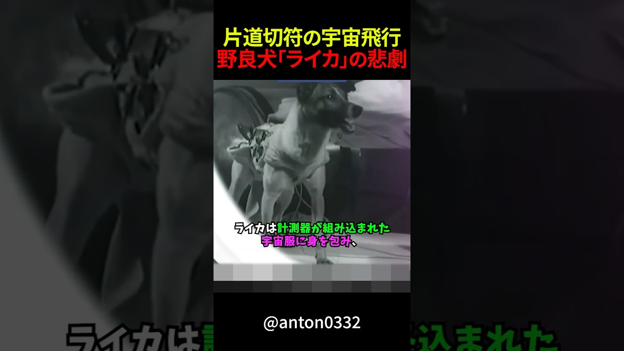 片道切符の宇宙飛行~野良犬「ライカ」の悲劇 #shorts #雑学