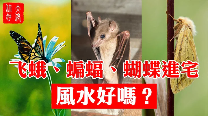 【風水】飛蛾、蝙蝠、蝴蝶，飛進家中，風水是吉是兇？#大佬你好啊 - 天天要聞