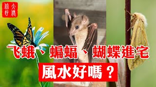 【風水】飛蛾、蝙蝠、蝴蝶，飛進家中，風水是吉是兇？#大佬 ... 