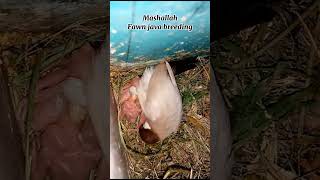 fawn java breeding progress 🐦🐥#javabirds #fawnjavasparrow #youtubeshort #shorts