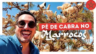 VISITEI A CIDADE ONDE CABRAS SOBEM EM ÁRVORES no MARROCOS - Um dia em Essaouira e Morgador