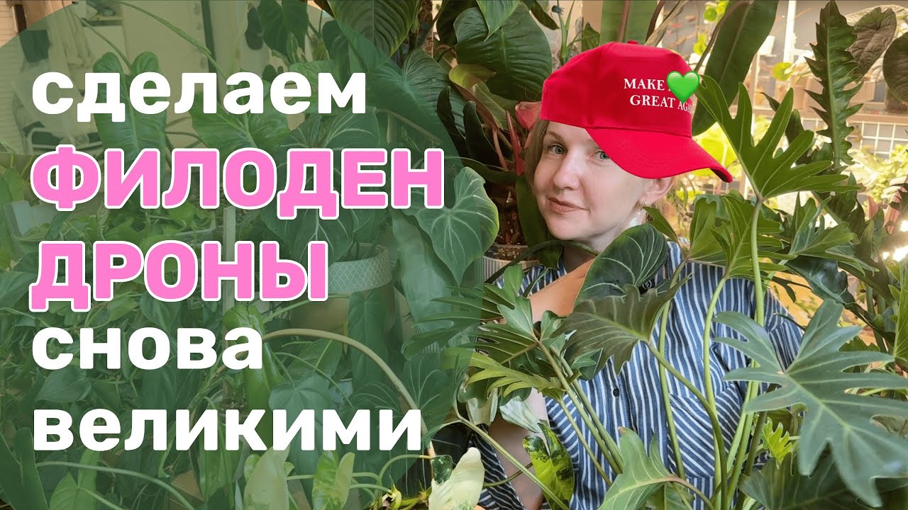 33 + | Моя коллекция филодендронов 