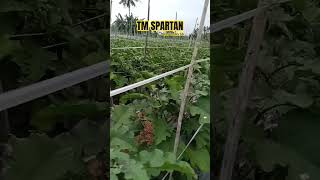 TM SPARTAN