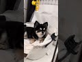こげまる最大の敵、ふたたび。