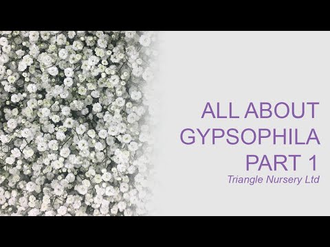 All About Gypsophila Part 1