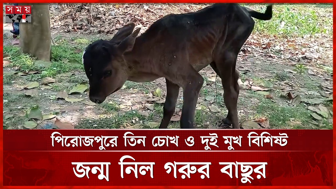 তিন চোখ ও দুই মুখ বিশিষ্ট জন্ম নিল গরুর বাছুর | Pirojpur News | Somoy TV