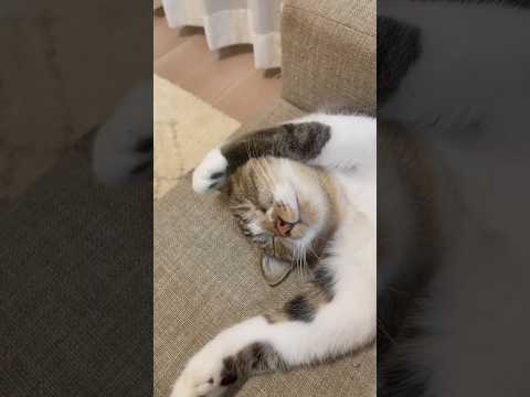 つむぎのYouTube Shorts サムネイル