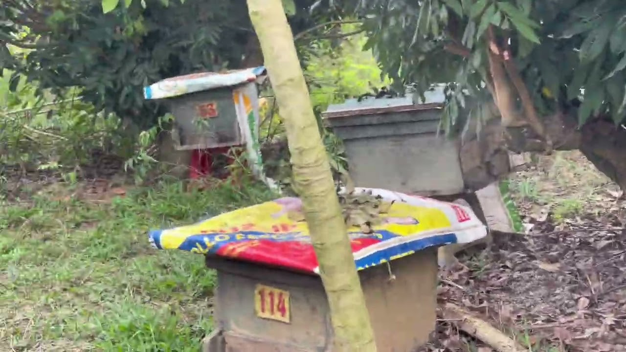 Chuyển ong di đánh Mật gặp thời tiết sấu mưa 4 ngày liền nay thời tiết tốt Mật bằt đầu về .