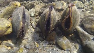 La semaine verte | Moules d’eau douce en danger