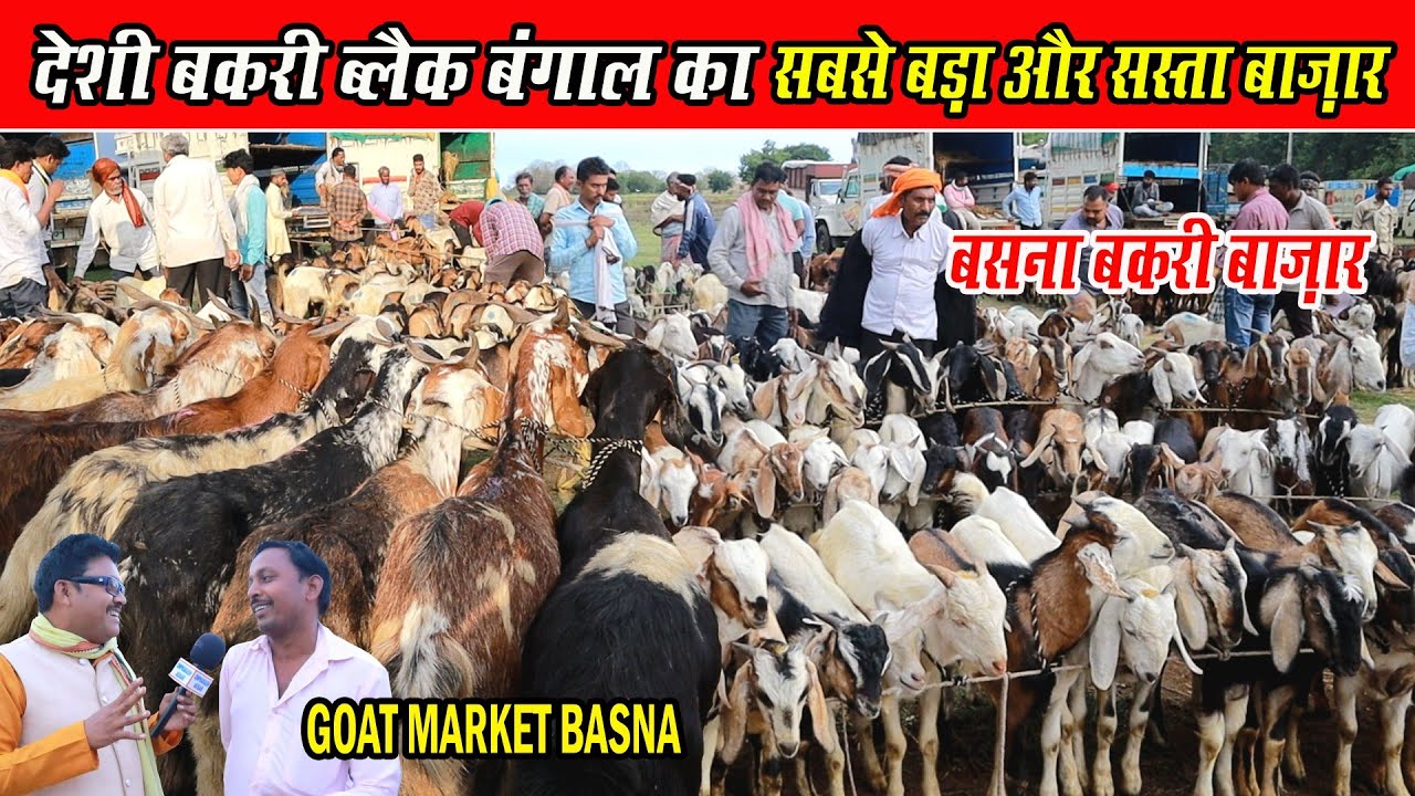 सबसे बड़ा,सबसे सस्ता बकरा बाजार देशी बकरी ब्लैक बंगाल का, बसना छ०ग०।SASTA BAKRA BAZAR BASNA C.G