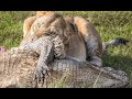 CROCODILES MAKE TRAGIC MISTAKE GOING ASHORE TO FIGHT WITH LIONS