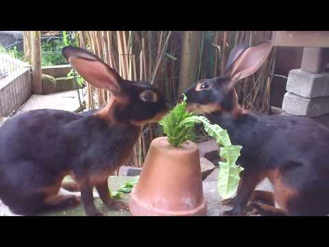 Belgische Hazen - Belgian Hares