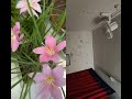 #garden #flowers #vairalvideo