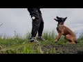 Щенок Бельгийской овчарки малинуа(4 мес). Послушание . Obidience with Belgian Shepherd Malinois