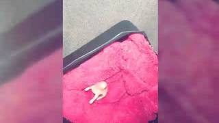 Dando Leite Na Seringa