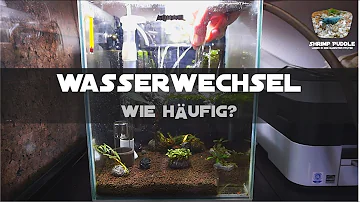 Wie oft Wasser wechseln Garnelen?