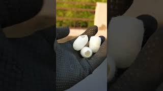INSANE SILKWORM COCOON  #silkworms #shorts