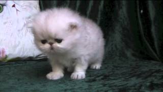 Les Edenrocs Initials Bb