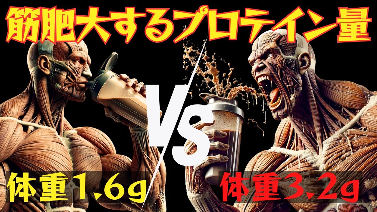 【筋トレ科学】たんぱく質1.6ｇVS3.2ｇ　どっちが筋肥大する？