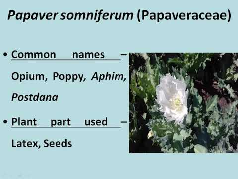 Medicinal plant - Papaver somniferum