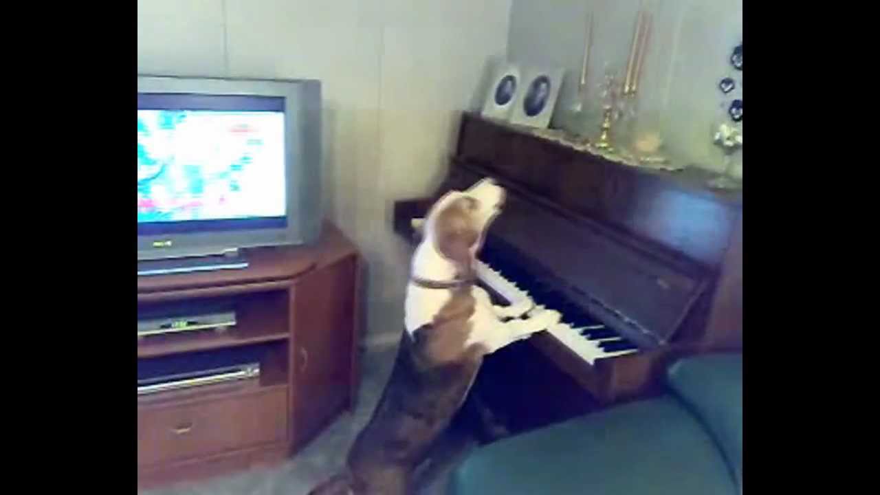 Видео собачка песня. Собака на пианино. Собака играет на пианино. Собака поет на рояле. Собачка играет на пианино.
