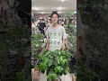 コーヒーの木🪴#観葉植物 #高橋園芸 #コーヒーの木