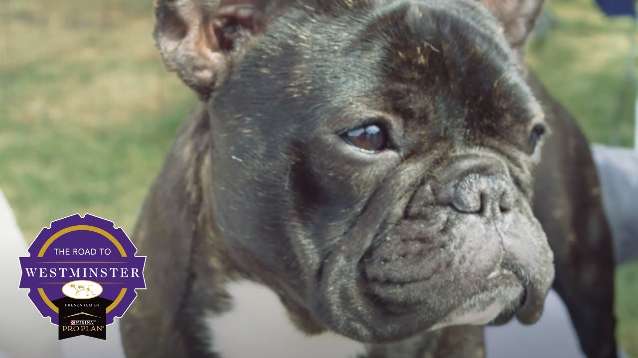 purina pro plan french bulldog