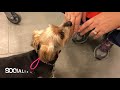 5 Year Old Yorkie 5 Year Old Yorkie