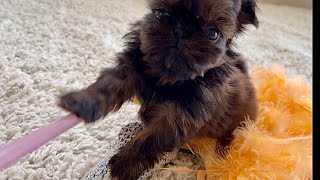 Don't let her tiny size fool you - she's a swift little puppy! by Shih Tzus are the Best 1,088 views 2 months ago 1 minute, 17 seconds
