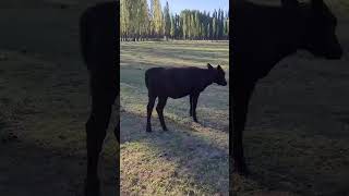 Video: Lote de terneras F2 Angus x Wagyu