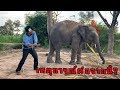 ช้างเเทงคน ต้องตี เเบบนี้ไม่ได้ (หัวโนหมด) elephant thailand