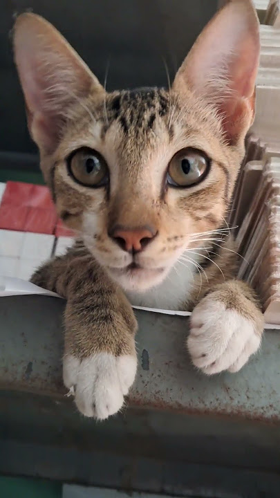 Resolusi Penjaga Gudang Malva toys di 2025#anabul #anabulkesayangan #kucing #kucinglucu