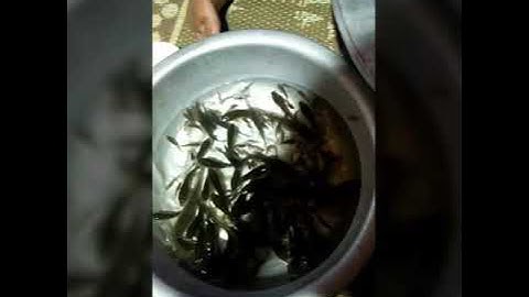 Cá gỏi (CÁ NHẢY) tây bắc món ăn đặc sản dân tộc