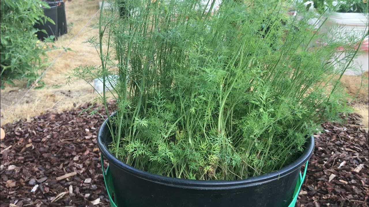 How to Grow Dill YouTube