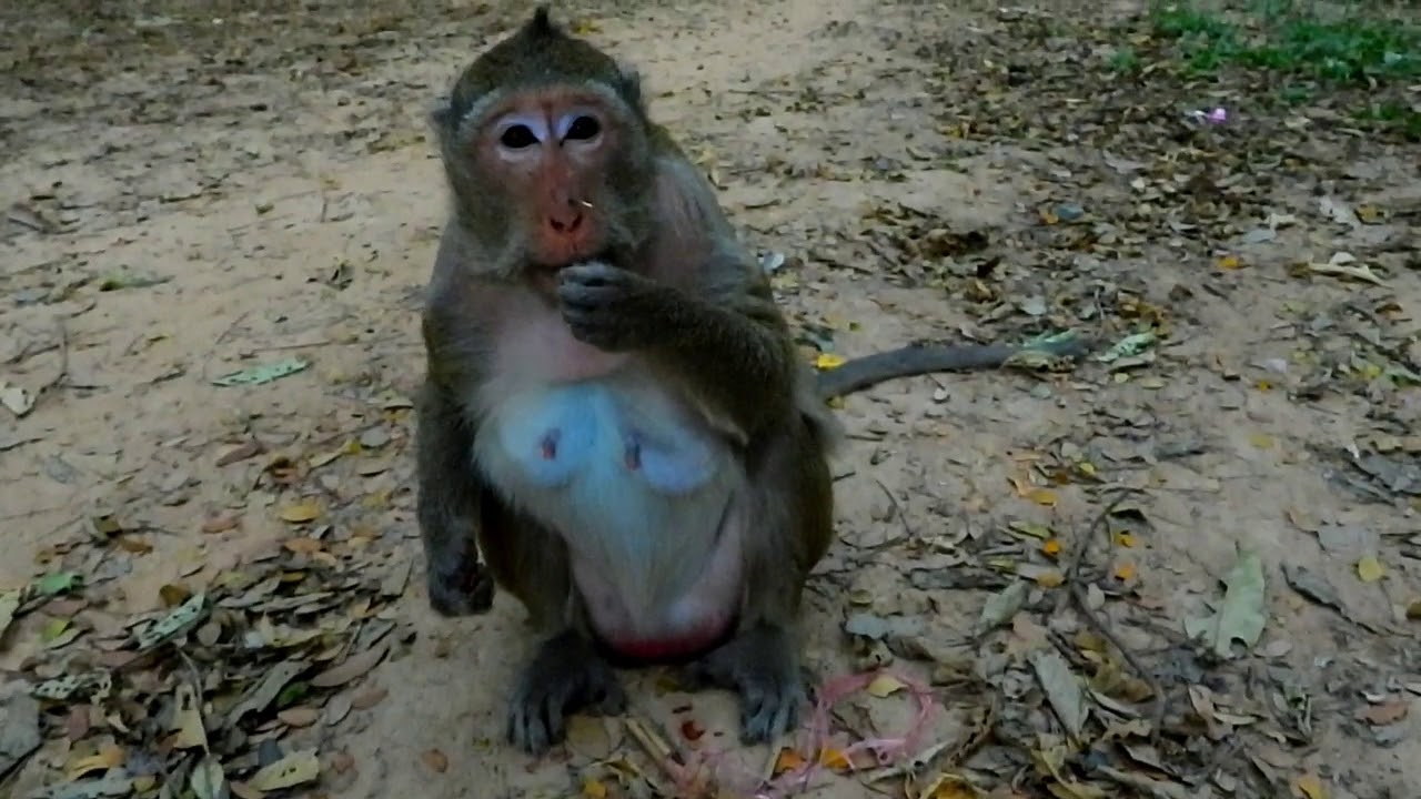 Monkey Tajas In Mila Troop