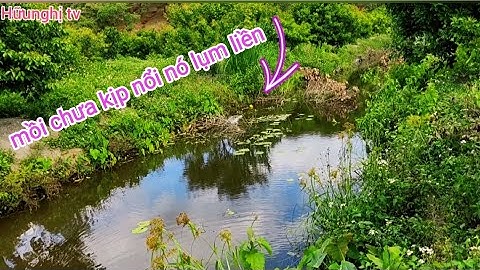 Câu cá lóc_Lạc vào Thiên Đường Cá Lóc thứ hai @Hữunghị tv